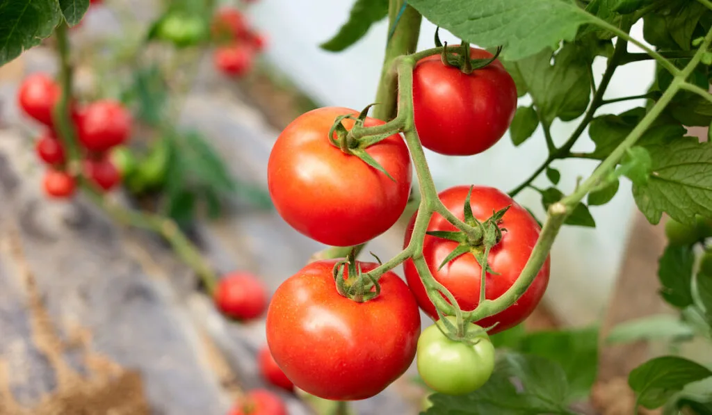 Ripe tomato plant growing in greenhouse