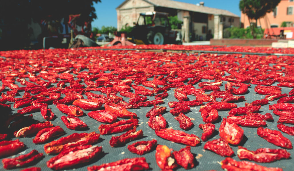 Tomatoes drying under the sun in the farm