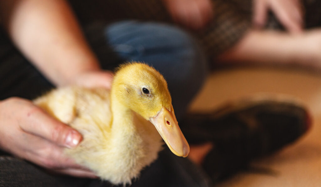 Woman’s hands holding a cute baby yellow duckling
