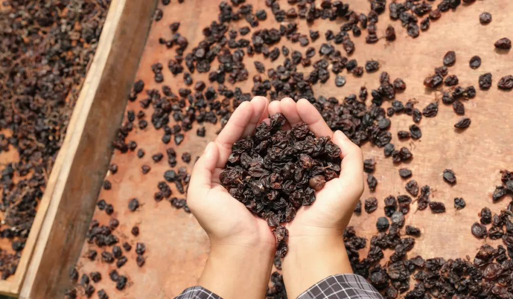 grapes in young woman hand in front of organic raisin drying yard