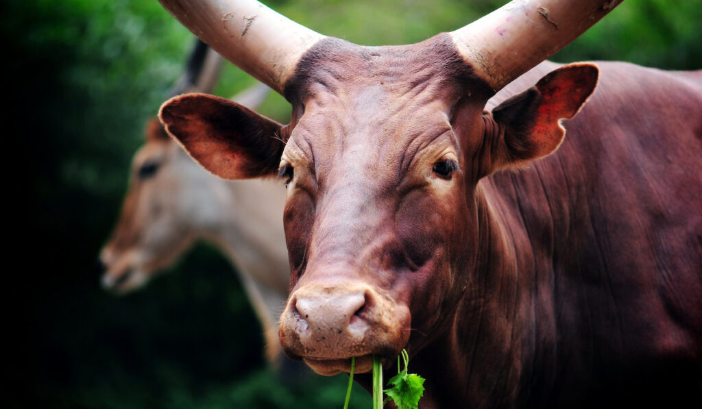 A healthy long horn brown cow eating celery
