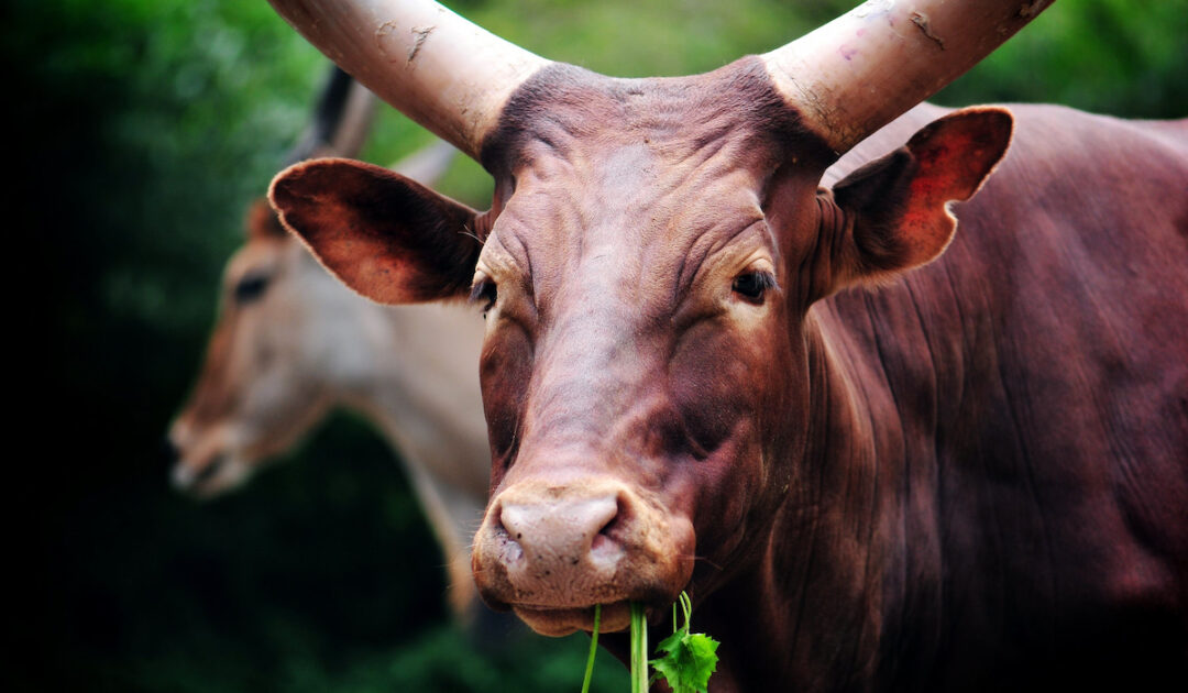 Can Cows Eat Celery? Farmhouse Guide