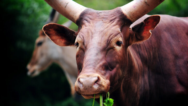 brown cow eating celery