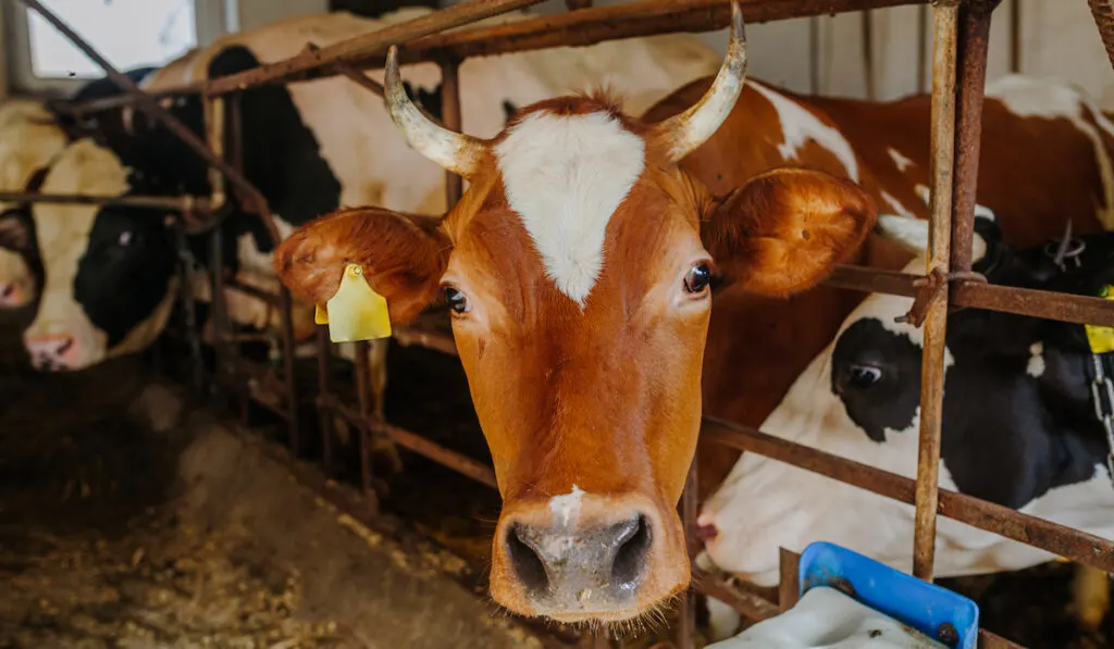 cows in stable