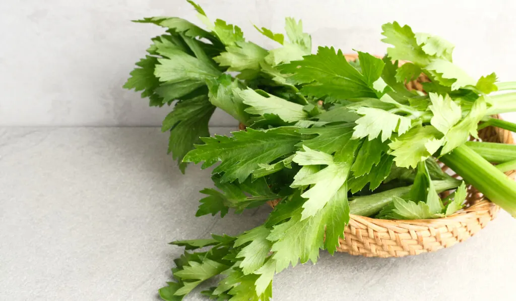 Organic fresh green celery on rattan basket

