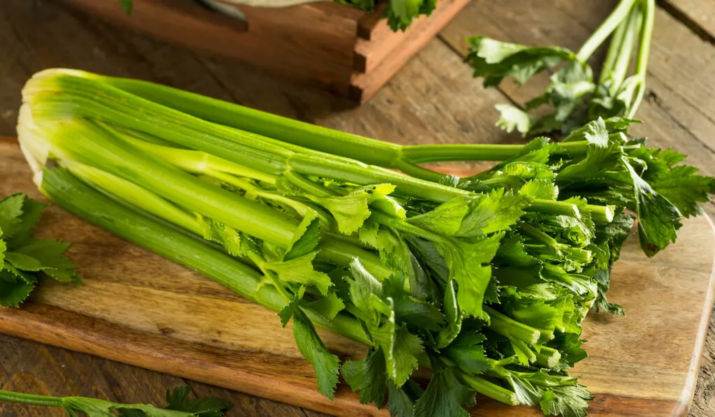 raw organic green celery stalks on wooden board