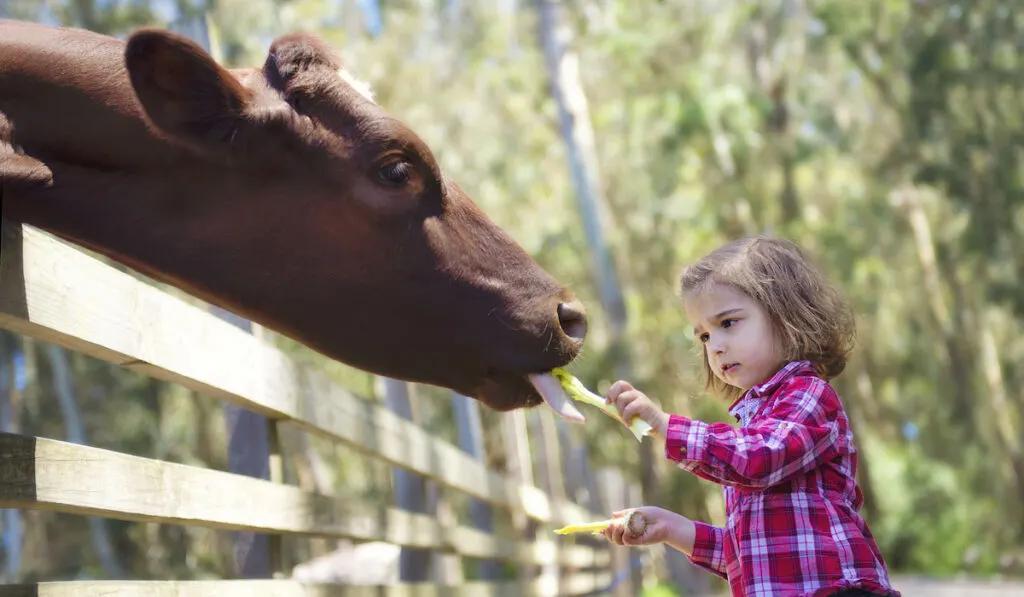 toddler girl feeding cow at farm
