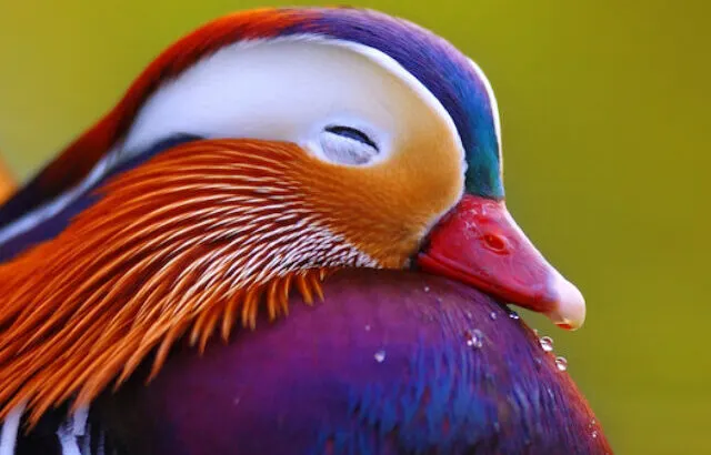 mandarin duck peacefully sleeping