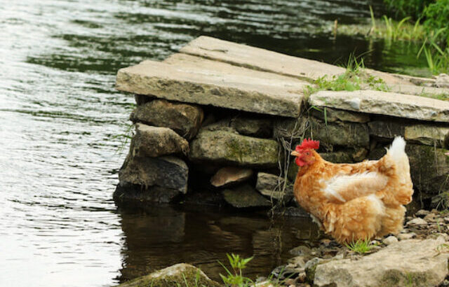 a hen near a slightly flowing river