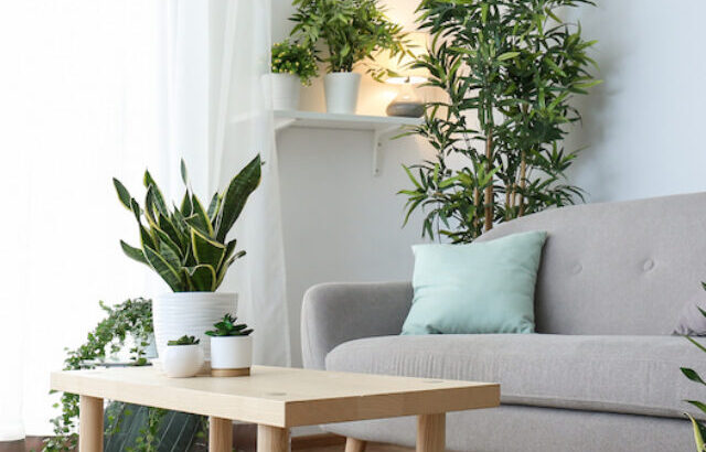 a modern farmhouse living room with a variety of indoor plants