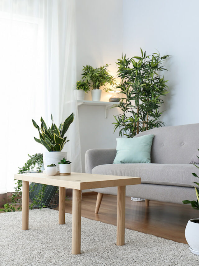 7 Beautiful Indoor Plants for Your Farmhouse
