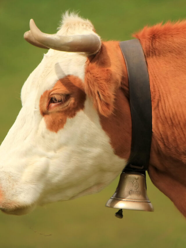 Why Do Cows Wear Bells?