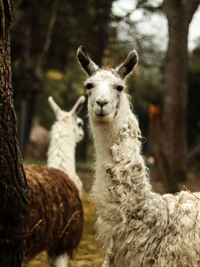 What Do Llamas Eat Farmhouse Guide vrogue.co