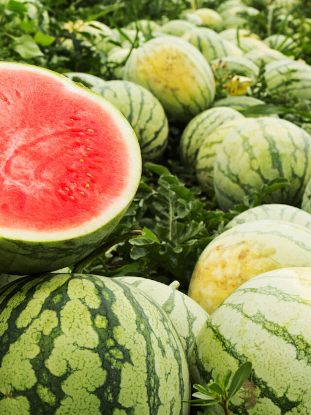 Can Chickens Eat Watermelon? + Watermelon Treat Ideas