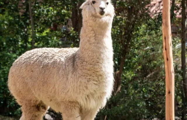 white llama standing on the grass in a yard