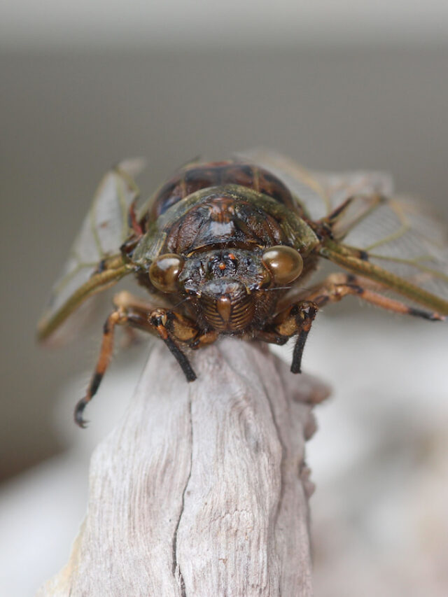 What Do Cicadas Eat? Farmhouse Guide