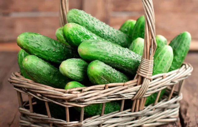 Harvest cucumbers and dill in a basket on the wooden background - ss231115