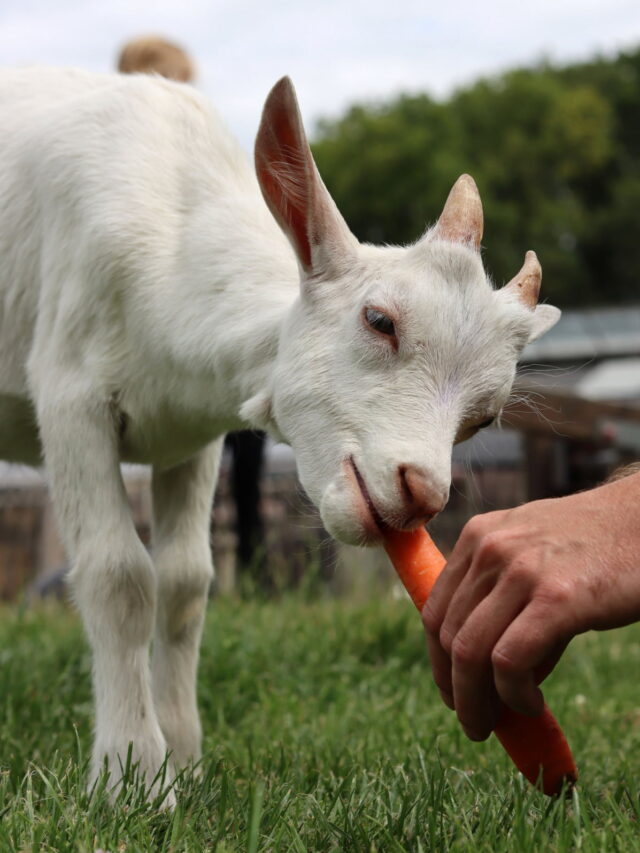 Can Goats Eat Carrots? Farmhouse Guide
