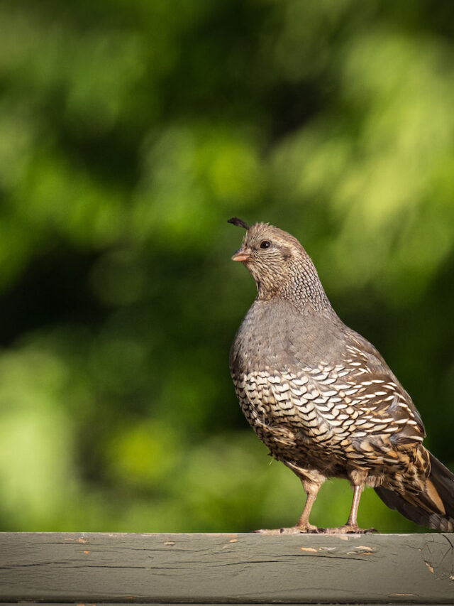 Are Quails Noisy? Farmhouse Guide