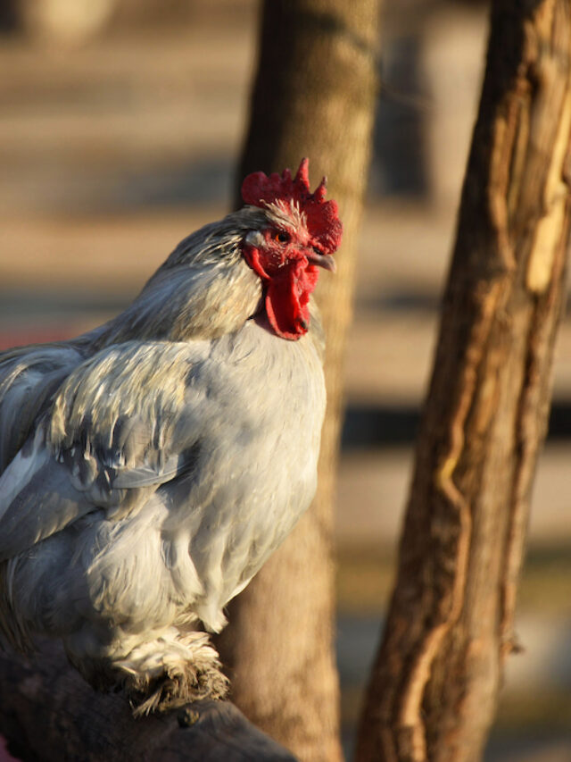 How Chickens Lay Eggs Without a Rooster Farmhouse Guide