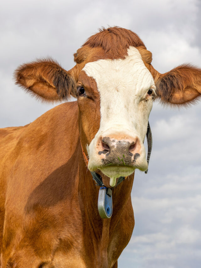 How Much Do Cows Weigh? - Farmhouse Guide