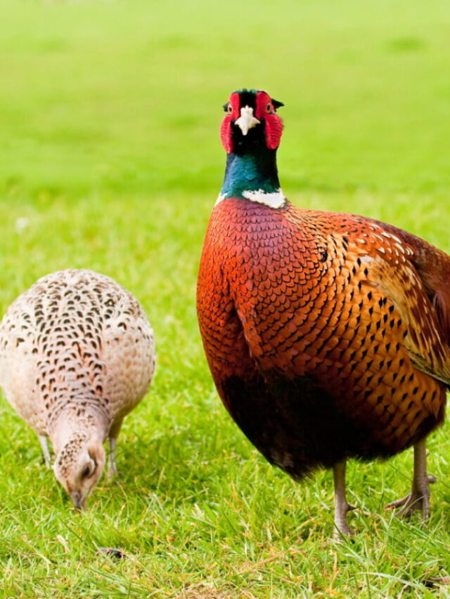 Can Chickens and Pheasants Breed? - Farmhouse Guide