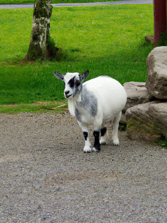 Why do Pygmy Goats have Big Bellies? Farmhouse Guide
