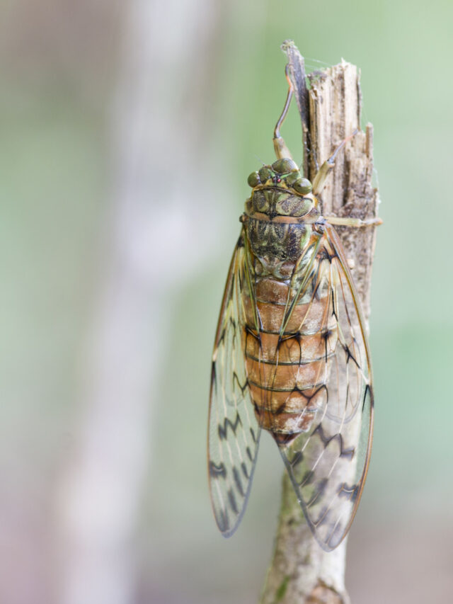 Can Geese Eat Cicadas? Farmhouse Guide