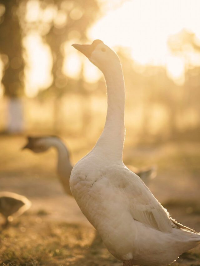 Do Geese Eat Fish? Farmhouse Guide