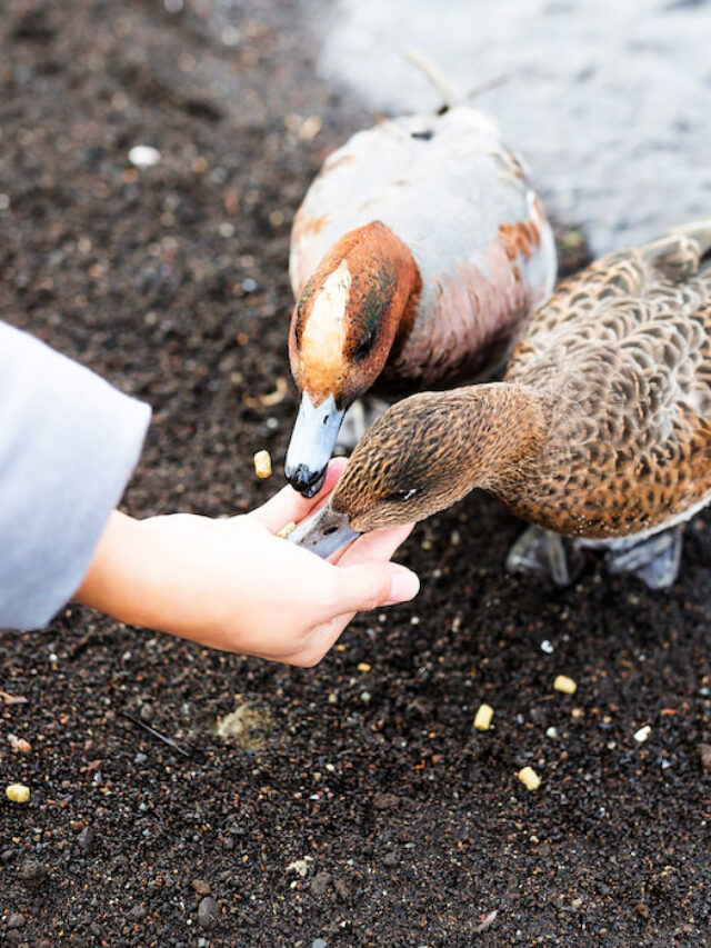 Can Ducks Eat Blueberries? Farmhouse Guide