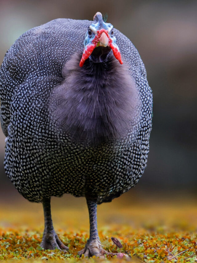 Can Guineas Eat Cicadas? Farmhouse Guide