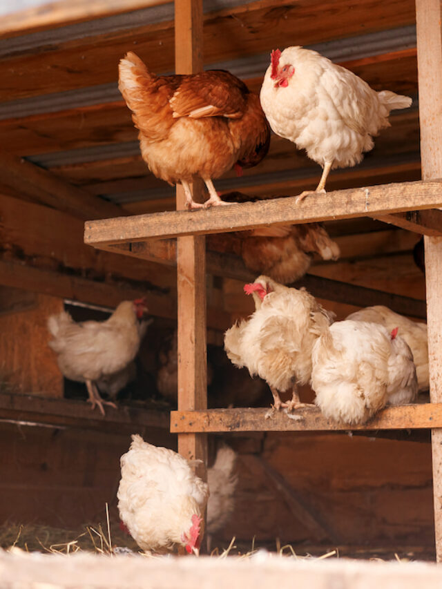 How Much Do Chickens Cost? Farmhouse Guide