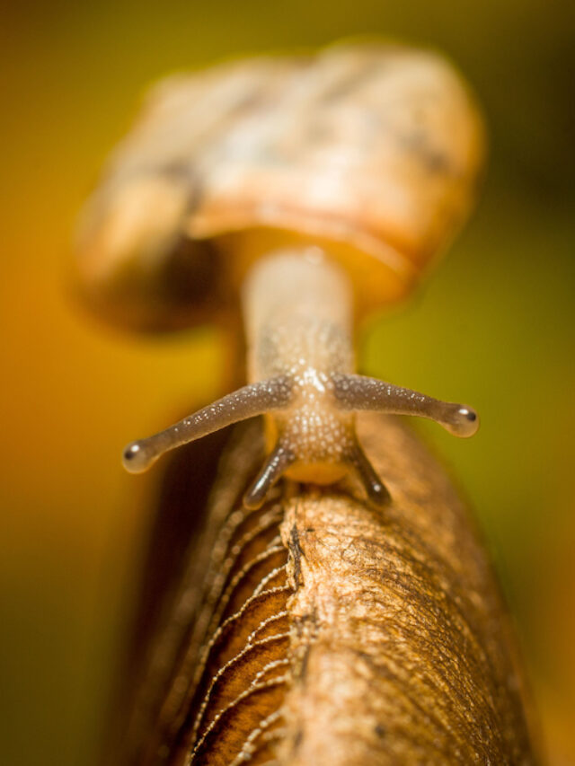 Do Chickens Eat Slugs and Snails? Farmhouse Guide