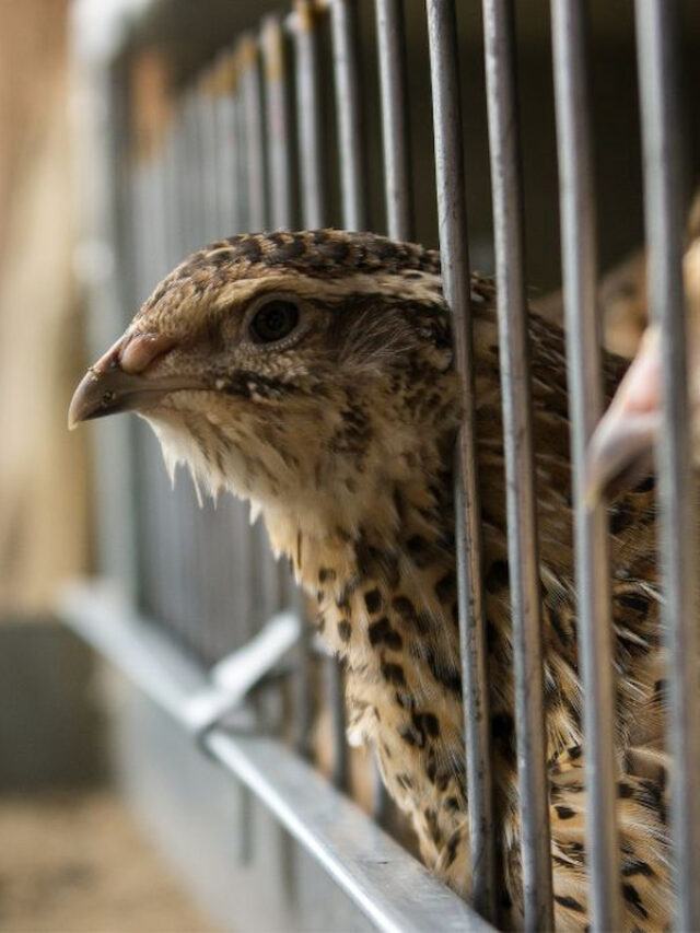 9 Types of Quail You Can Raise on the Farm - Farmhouse Guide