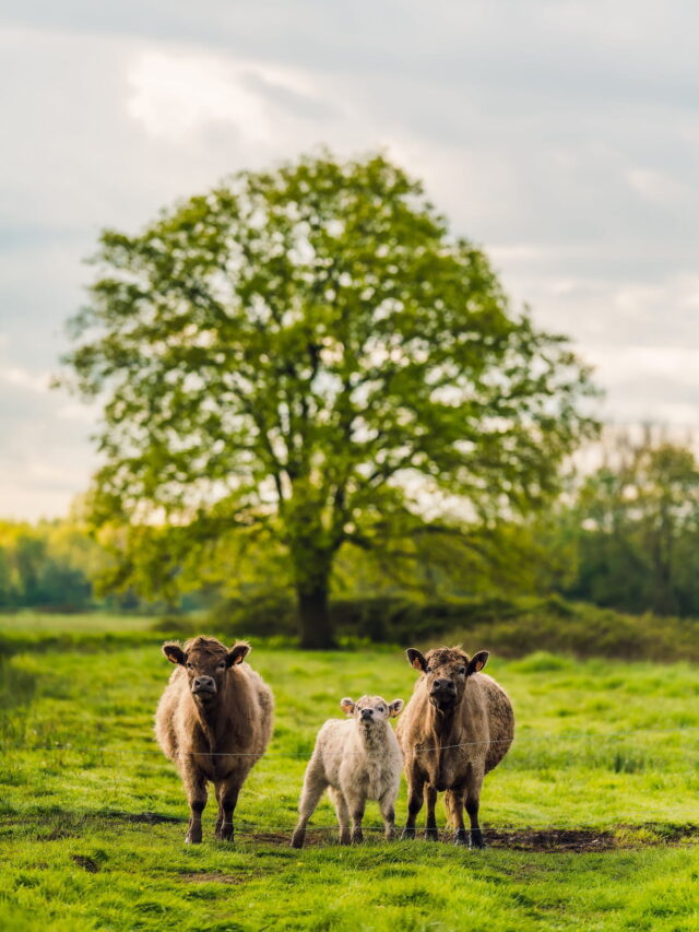 5 Farm Animals that Love to Eat Fermented Barley Farmhouse Guide
