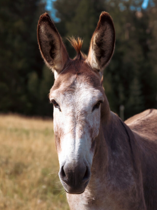 Can Donkeys Eat Apples? Farmhouse Guide