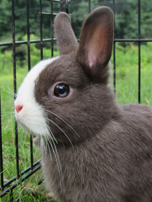 Ultimate Guide to Raising Rabbits for Meat - Farmhouse Guide